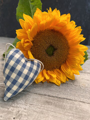 Einzelne Sonnenblume mit Herz in blau weiß kariert liegt auf Holz