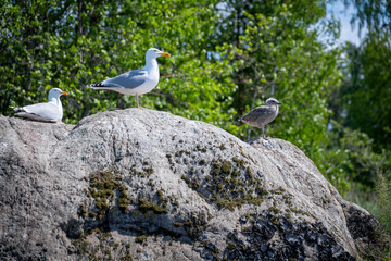 Three seagulls perched on a rocky outcrop overlooking green foliage on a bright sunny day