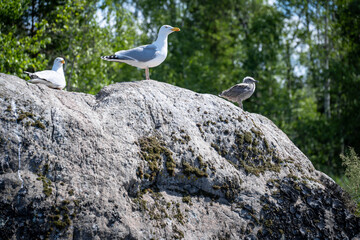 Three seagulls perched on a rocky outcrop overlooking green foliage on a bright sunny day