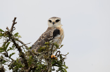 Black-shouldered Kite in Addo National Park