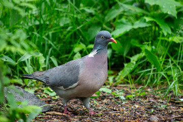 common wood pigeon stands alert on the forest floor surrounded by green vegetation and fallen leaves