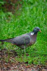 common wood pigeon stands alert on the forest floor surrounded by green vegetation and fallen leaves
