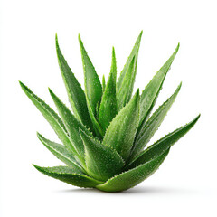 Fresh green aloe vera plant with water drops on white