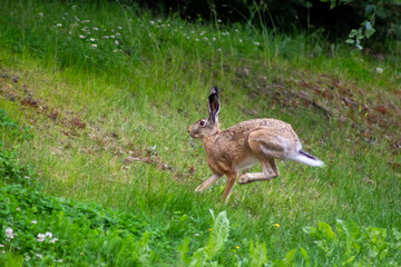 brown hare runs across a grassy hillside on a bright day