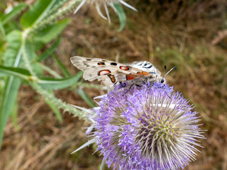 An Apollo butterfly (Parnassius apollo) on a wild teasel (Dipsasus fullonum).