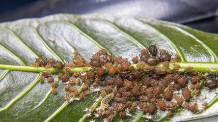 A colony of aphids feeding on coffee leaf nutrients, assisted by ants in a unique symbiotic...