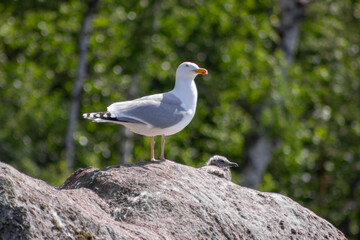 Seagull and seagull chick perched on a rock with a green leafy background on a sunny day