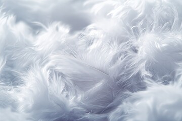 Obraz premium Closeup Fluffy White Feathers Texture
