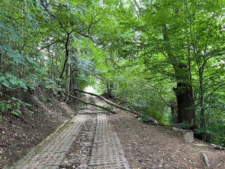 Obraz premium Zwalone drzewo na leśnej alejce 