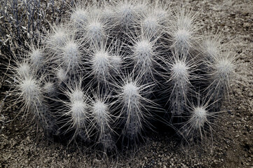Infrared Hedge Hog cactus