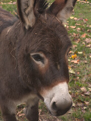 The head of a brown donkey