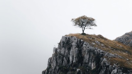 Solitary Tree on Foggy Mountaintop
