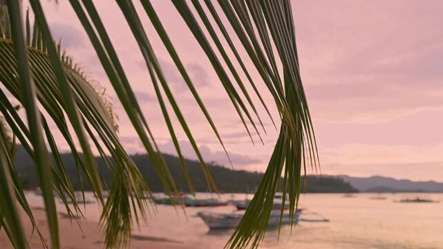 Golden light over tropical water with palm foreground in Port Barton