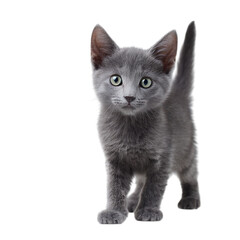 Fototapeta premium Adorable gray kitten, curious gaze