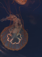 Yellow jellyfish with tentacles on dark background
