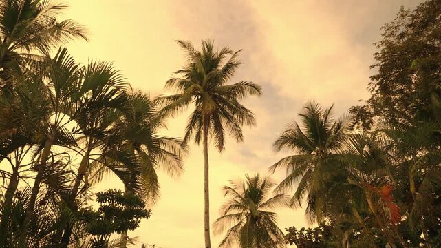 Sunny tropical landscape with palm trees glowing in sunset light in Port Barton