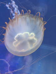 Round jellyfish with detail on tentacles