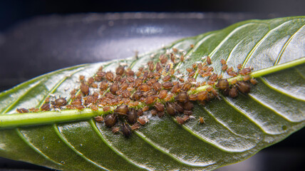A colony of aphids feeding on coffee leaf nutrients, assisted by ants in a unique symbiotic...