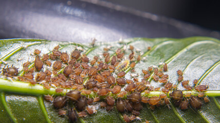 A colony of aphids feeding on coffee leaf nutrients, assisted by ants in a unique symbiotic...