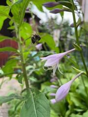 Polska wieś, polne kwiaty, lato  © Maciej G. Szling