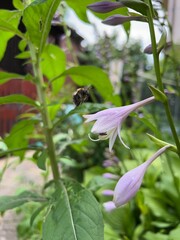 Polska wieś, polne kwiaty, lato  © Maciej G. Szling