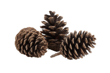 Fototapeta premium Pine cones iolated on white background. A high resolution PNG image of Pine cones .
