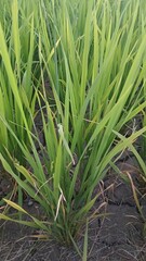 Rice Plants in the Rice Fields