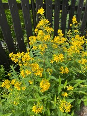 Polne kwiaty, Polska wieś  © Maciej G. Szling