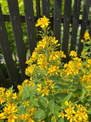 Polne kwiaty, Polska wieś © Maciej G. Szling