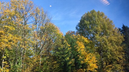 Fototapeta premium Autumn trees sky