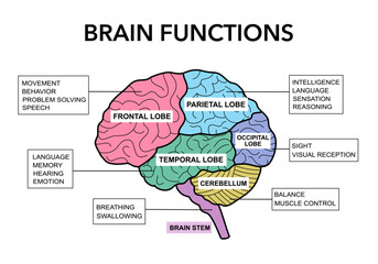 Brain sections and organ part functions in labeled anatomical outline diagram. Medical biological explanation scheme with lobe, brainstem and cerebellum description vector illustration.