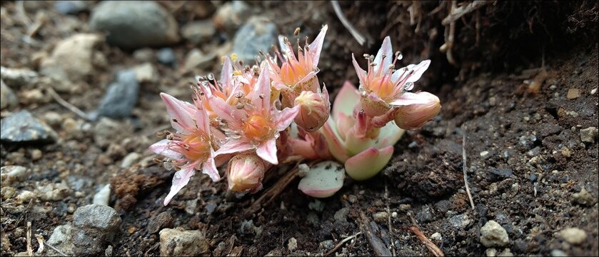 Bitterroot flower resurrection with succulent leaves after Montana rain, survival biology art for drought adaptation studies or botanical resilience posters.