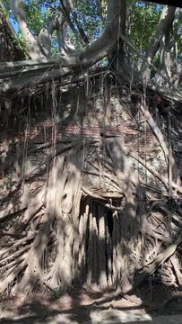 Anping Tree House &mdash; a well-known tourist attraction in Tainan, Taiwan. It was originally the warehouse of the British trading company Tait Company.