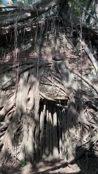 Anping Tree House &mdash; a well-known tourist attraction in Tainan, Taiwan. It was originally the warehouse of the British trading company Tait Company.