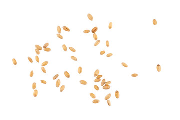 pile of wheat grains, wheat seeds, isolated graphic element