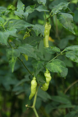 Capsicum frutescens or cayenne pepper, green chili peppers that are still unripe and still hanging...