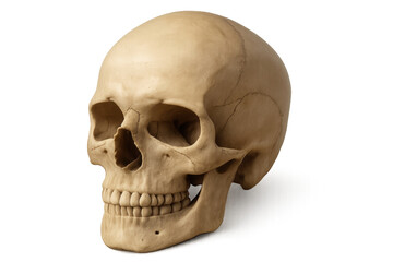 Realistic human skull rotating on transparent background