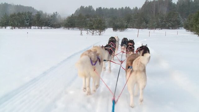 the dog shelter plays in a sled and sits in a cage in winter