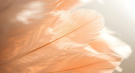 Delicate Peach Feathers: Soft Texture and Ethereal Light, Abstract Close-Up