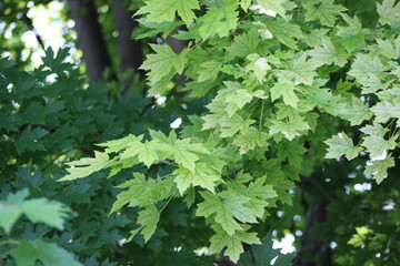 green leaves of a tree