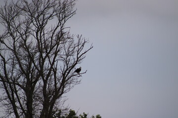 Fototapeta premium bald eagle on a tree