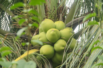 Cocos Nucifera or green coconuts that bear fruit abundantly on a coconut plantation in a tropical...