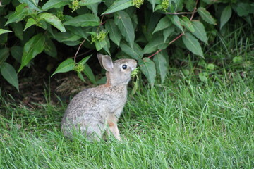 bunny eating leaves