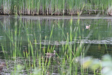 duck through the reeds