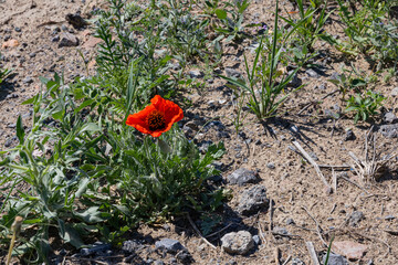 A single red poppy blooming in the dry steppe landscape of Kazakhstan with scattered green plants...