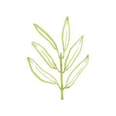 Fototapeta premium Hand drawn tropical plant branch. Brush line art, hand drawn tropical branch with leaves, exotic plant, use as print, poster, label, stickers, element design, textile, package.