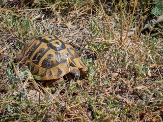 Obraz premium Greek tortoise crawling through long dry grass.