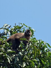 Fototapeta premium Capuchin Monkey sitting atop a tree in Tijuca National Park