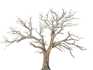 Obraz premium A dry and dead tree on transparent background