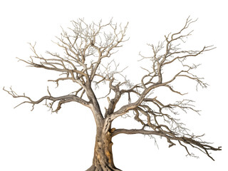 Fototapeta premium Old dead tree isolated on transparent background